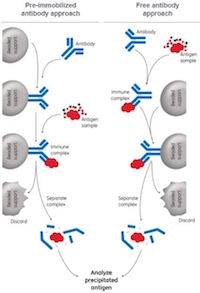 immunoprecipitation