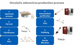 oncolytic adeovirus